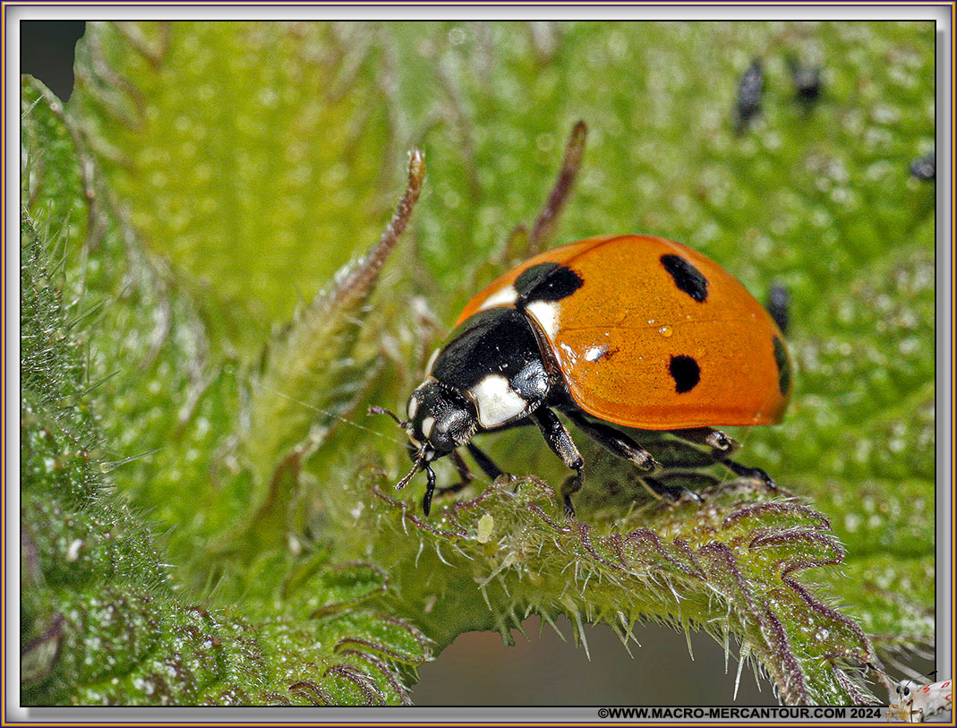 Coccinelle